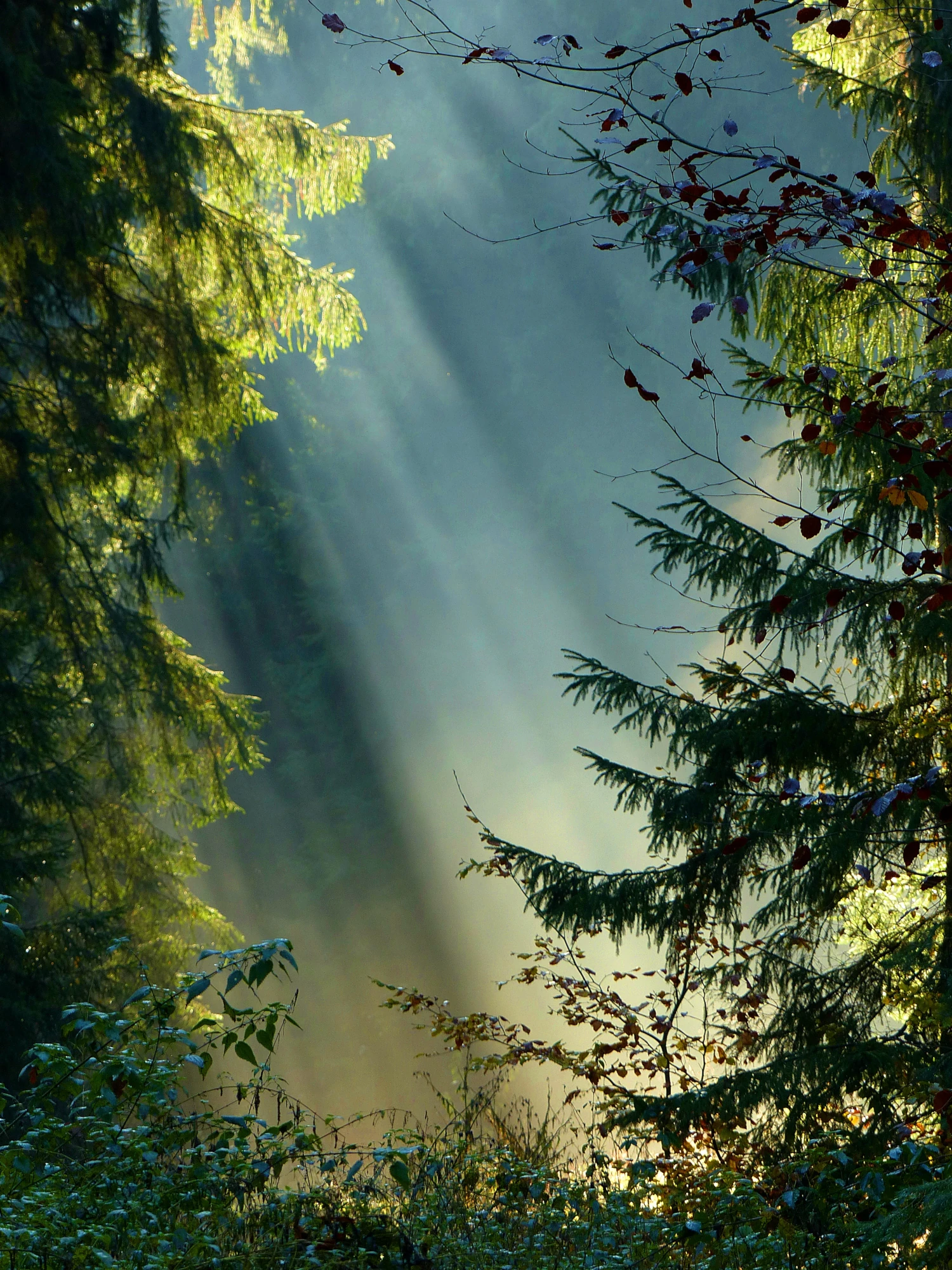 Mystische Lichtstimmung zwischen Nadelbäumen im Wald, Naturfotografie von Sabine, augenblick-by-soulmade.de