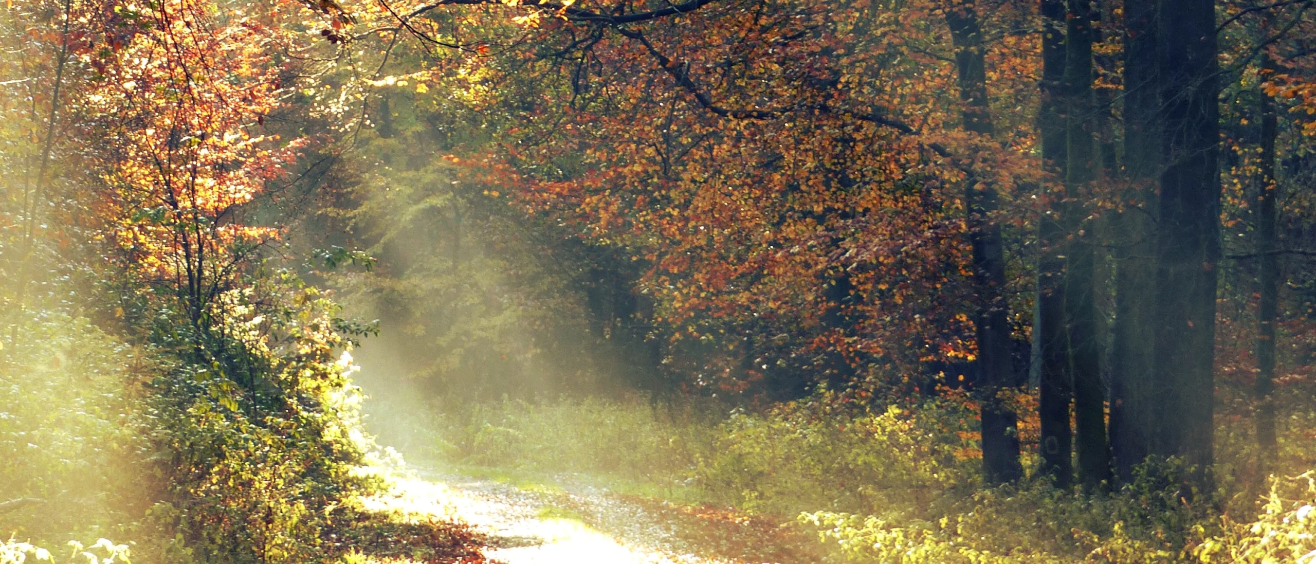 Herbstlicher Waldweg in warmer Stimmung, Naturfotografie von Sabine, augenblick-by-soulmade.de